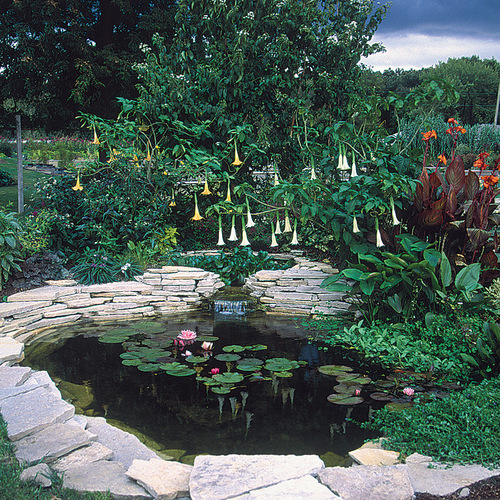 Water garden